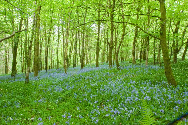 1. Rossmore in Spring - The bluebells emerge..jpg